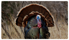 DNSEMP-C-315 Gone Hunting (Turkey)